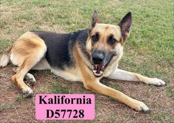 Kalifornia -  German Shepherd Dog Dog for Adoption in Clarksville, Tennessee - Kalifornia | PetCurious