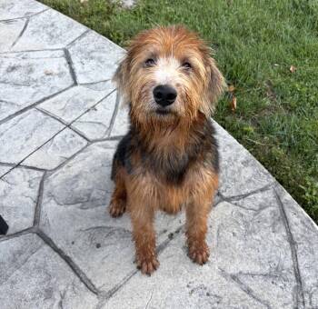 Bowie -  Mixed Breed Dog for Adoption in Maineville, Ohio - Bowie | PetCurious