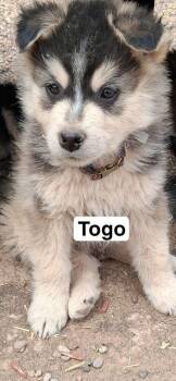 Husky Dogs Available for Adoption in Lafayette, Colorado - Togo | PetCurious