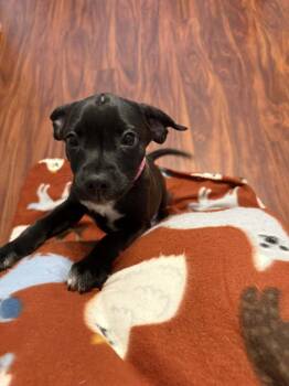 Rescue Terrier Dogs for Adoption in Berlin, New Jersey - Cookie | PetCurious