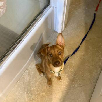 Hazel -  Carolina Dog Dog for Adoption in Sunrise, Florida - Hazel | PetCurious