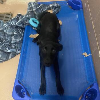 Salem -  Black Labrador Retriever and Mixed Breed Dog for Adoption in Jacksboro, Tennessee - Salem | PetCurious