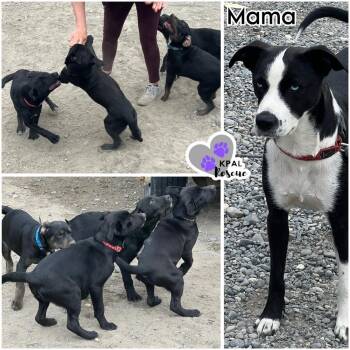 Pancake - Breakfast Bites Litter -  Mixed Breed Dog for Adoption in Kenai, Alaska - Pancake - Breakfast Bites Litter | PetCurious