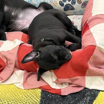 Black Labrador Retriever and Mixed Breed Dogs Available for Adoption - Cuddly Clover | PetCurious