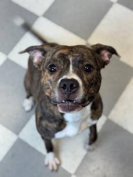 Boxer and Pit Bull Terrier Dogs Available for Adoption - Tigeress | PetCurious