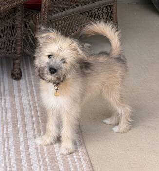 Elvis -  Terrier and Schnoodle Dog for Adoption in Southlake, Texas - Elvis | PetCurious