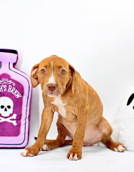 Sweetie -  Pit Bull Terrier and Fox Terrier Dog for Adoption in Morton Grove, Illinois - Sweetie | PetCurious