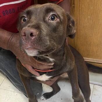 Dirt -  Mixed Breed Dog for Adoption in Jacksonville, Arkansas - Dirt | PetCurious