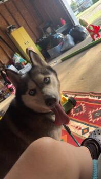 Shiya **COURTESY LISTING** -  Husky Dog Available for Adoption in Peru, New York - Shiya **COURTESY LISTING** | PetCurious