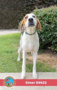 Elmer -  Coonhound Dog for Adoption in Mobile, Alabama - Elmer | PetCurious