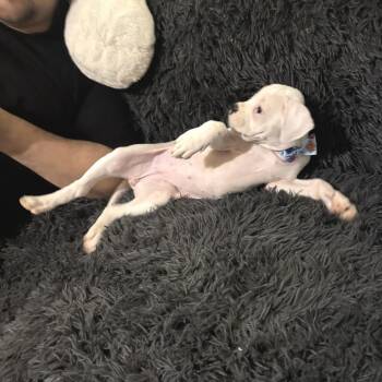 Boxer and Mixed Breed Dogs Available for Adoption - Trellig | PetCurious