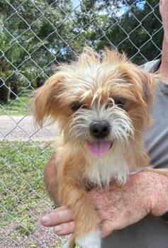 Daisy -  Shih Tzu and Chihuahua Dog for Adoption in Ruskin, Florida - Daisy | PetCurious