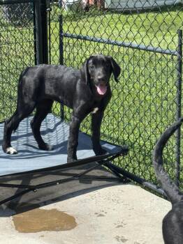Penelope -  Great Dane and Labradoodle Dog for Adoption in Hamden, Connecticut - Penelope | PetCurious