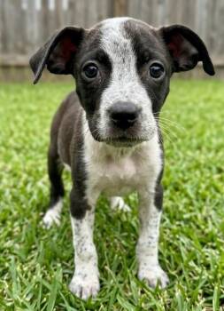Margo -  Cattle Dog and American Bulldog Dog for Adoption in Crown Point, Indiana - Margo | PetCurious
