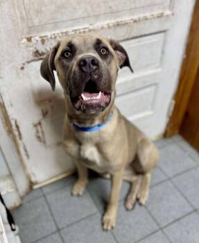 Rescue Mastiff Dogs for Adoption in Dallas, Pennsylvania - LADYBUG | PetCurious