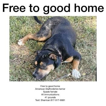 Rescue American Staffordshire Terrier Dogs for Adoption in Beaumont, Texas - Little Dog | PetCurious