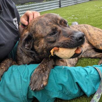 Molly -  Mixed Breed Dog for Adoption in Pittsburgh, Pennsylvania - Molly | PetCurious