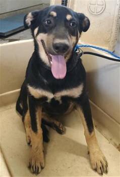 ROCKET -  German Shepherd Dog and Mixed Breed Dog for Adoption in Camarillo, California - ROCKET | PetCurious