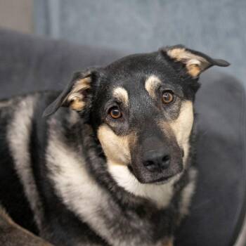 Star fka Butterscotch (JA24-35) -  German Shepherd Dog and Mixed Breed Dog for Adoption in Peyton, Colorado - Star Fka Butterscotch (JA24-35) | PetCurious