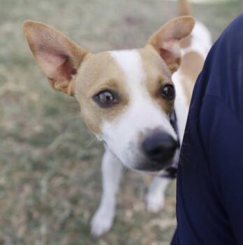 Wishbone -  Chihuahua and Jack Russell Terrier Dog for Adoption in Boston, Massachusetts - Wishbone | PetCurious