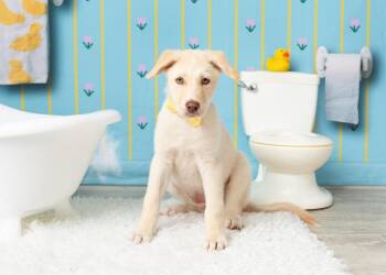 Sprout -  Siberian Husky and Belgian Shepherd Malinois Dog for Adoption in Frisco, Texas - Sprout | PetCurious