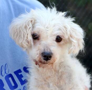 Violet -  Poodle Dog for Adoption in Kansas City, Kansas - Violet | PetCurious