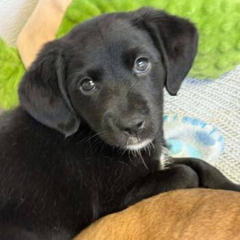 Cogsworth -  Retriever and Spaniel Dog for Adoption in Bardonia, New York - Cogsworth | PetCurious
