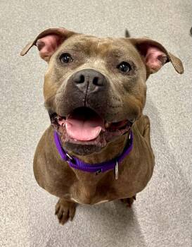 Twila -  Mixed Breed Dog Available for Adoption in Moundsville, West Virginia - Twila | PetCurious