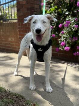 Khaleese -  Dalmatian and Catahoula Leopard Dog Dog for Adoption in West Hollywood, California - Khaleese | PetCurious