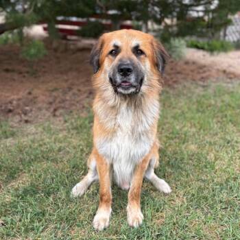 Macaroni -  Great Pyrenees and Border Collie Dog for Adoption in Fargo, North Dakota - Macaroni | PetCurious