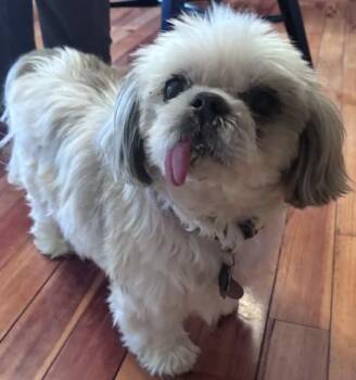 Shih Tzu Dogs Available for Adoption in Eden Prairie, Minnesota - OBI | PetCurious