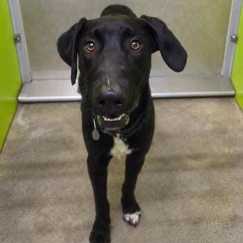Bea2228 -  Black Labrador Retriever Dog for Adoption in San Jacinto, California - Bea2228 | PetCurious
