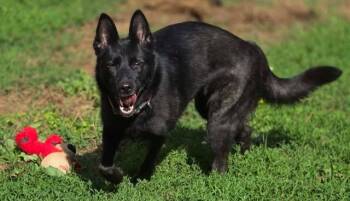 German Shepherd Dog Dogs Available for Adoption in Greeneville, Tennessee - Amby | PetCurious