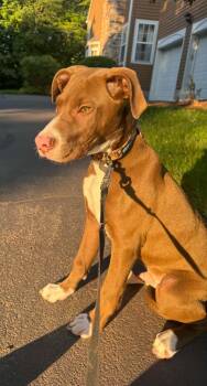 Jace Ace -  Chocolate Labrador Retriever Dog for Adoption in Roxbury Township, New Jersey - Jace Ace | PetCurious