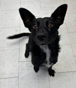 MACHI -  German Shepherd Dog Dog for Adoption in Stockton, California - MACHI | PetCurious