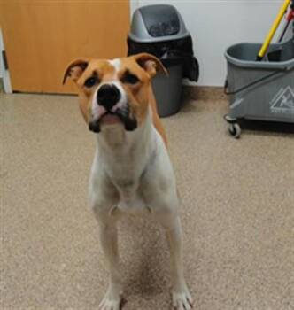 CHUCK -  Pit Bull Terrier and Mixed Breed Dog for Adoption in Albuquerque, New Mexico - CHUCK | PetCurious