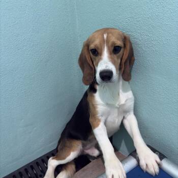 Multigrain aka TUJ5 - 0745 aka MAVERICK -  Beagle Dog for Adoption in Loxahatchee Groves, Florida - Multigrain Aka TUJ5 - 0745 Aka MAVERICK | PetCurious