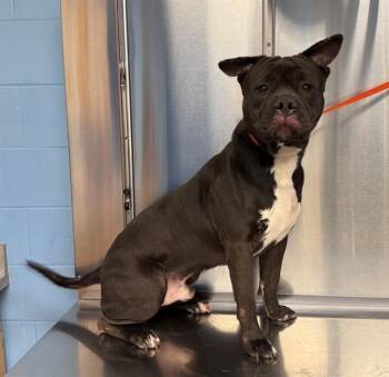 HIPPO -  Pit Bull Terrier and Mixed Breed Dog for Adoption in Minneapolis, Minnesota - HIPPO | PetCurious
