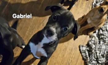 Rescue Labrador Retriever Dogs for Adoption in Marion, North Carolina - Gabriel | PetCurious