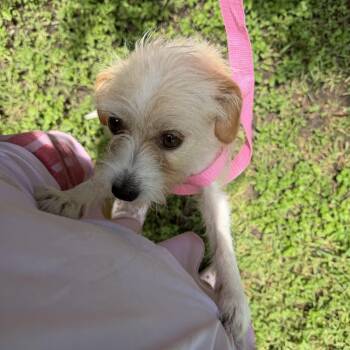 Daphney -  Cairn Terrier Dog for Adoption in Louise, Texas - Daphney | PetCurious