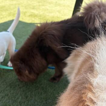 Teddy Gram -  Chow Chow Dog for Adoption in Philadelphia, Pennsylvania - Teddy Gram | PetCurious