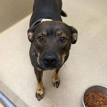 Rose -  Shepherd and Pit Bull Terrier Dog for Adoption in Monroe, Georgia - Rose | PetCurious