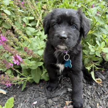 Rosa -  Retriever and Poodle Dog for Adoption in Minneapolis, Minnesota - Rosa | PetCurious