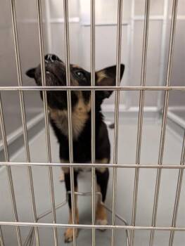 SIERRA -  Boxer and Mixed Breed Dog for Adoption in Ontario, California - SIERRA | PetCurious