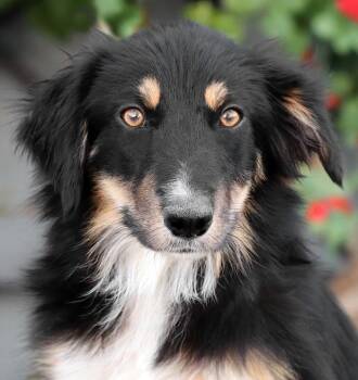 Molly von Mistelgau -  Border Collie Dog for Adoption in Los Angeles, California - Molly Von Mistelgau | PetCurious