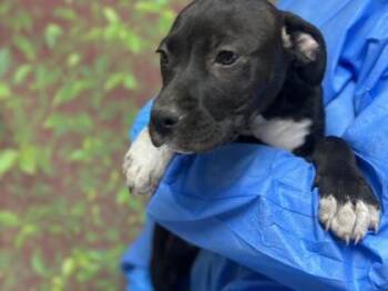 Labrador Retriever and Mixed Breed Dogs Available for Adoption - Cookies And Cream | PetCurious