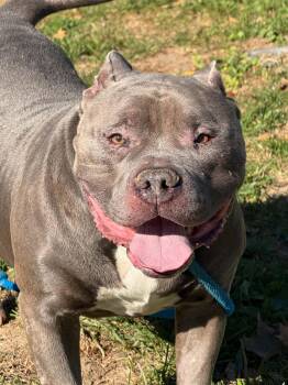 Titan -  Pit Bull Terrier Dog for Adoption in Springfield, Illinois - Titan | PetCurious