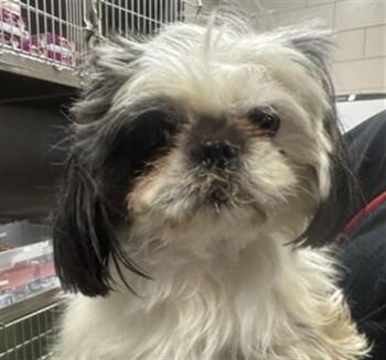 Mixed Breed Dogs Available for Adoption - A174262 | PetCurious