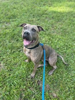 Tasi -  Mixed Breed Dog for Adoption in Vero Beach, Florida - Tasi | PetCurious
