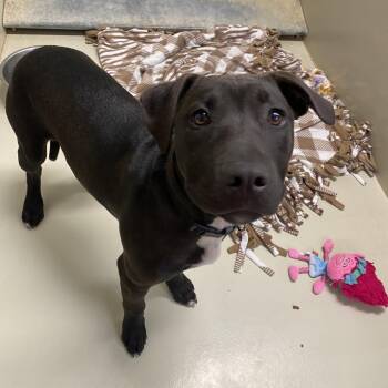 Pit Bull Terrier Dogs Available for Adoption in Westminster, California - Cookies | PetCurious